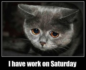 funny cat have work on saturday